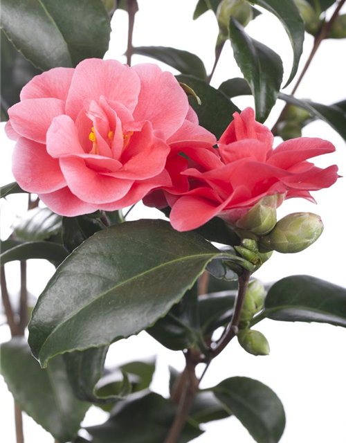 Camellia japonica