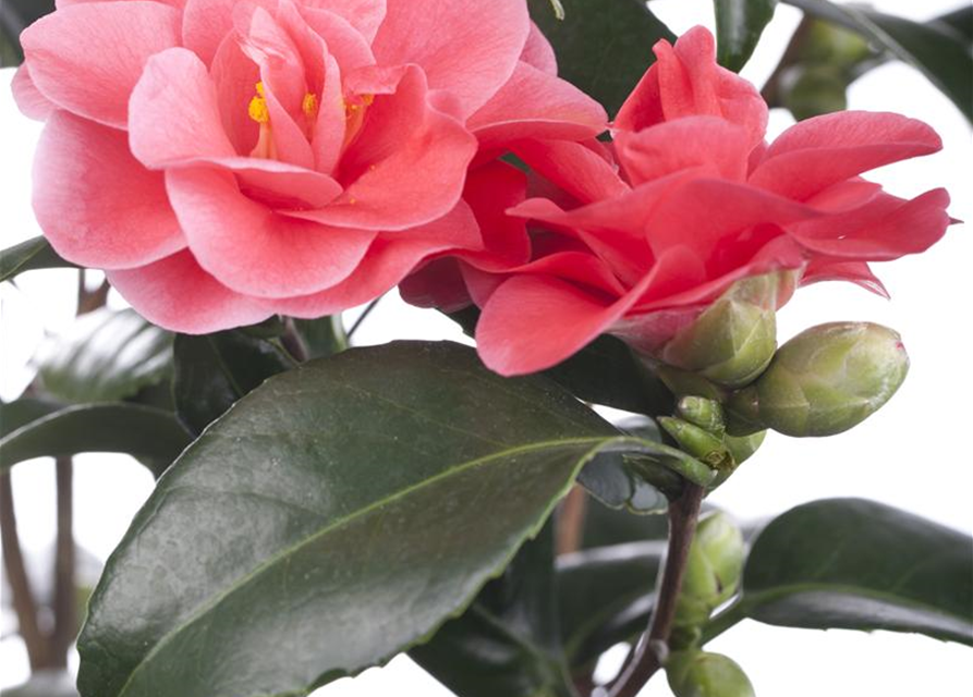 Camellia japonica