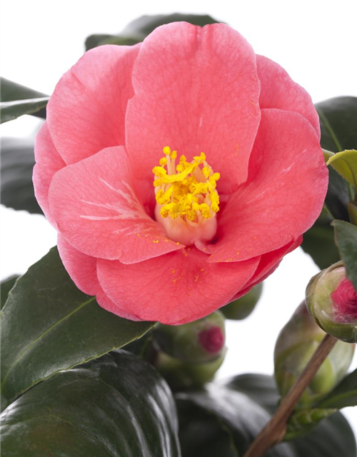 Camellia japonica