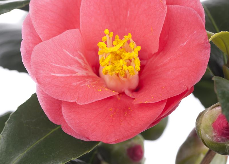 Camellia japonica