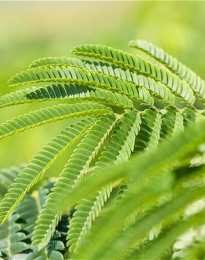 Albizia julibrissin