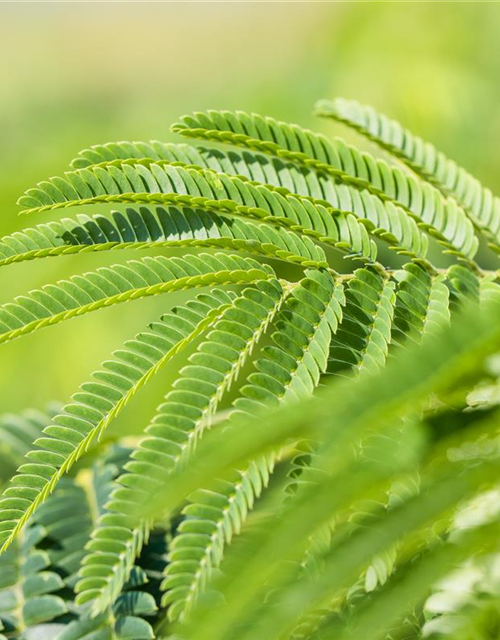 Albizia julibrissin