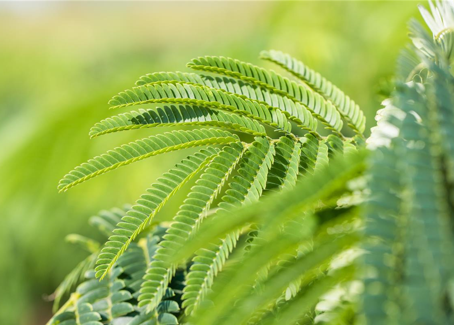 Albizia julibrissin