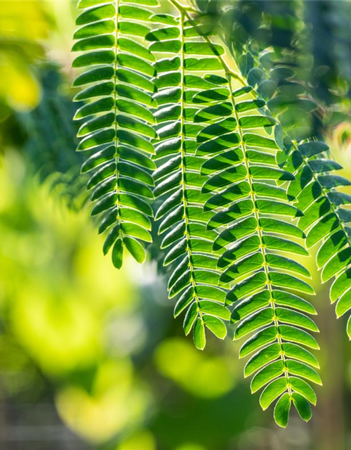 Albizia julibrissin