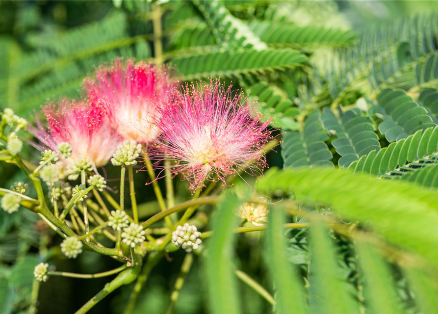 Albizia julibrissin