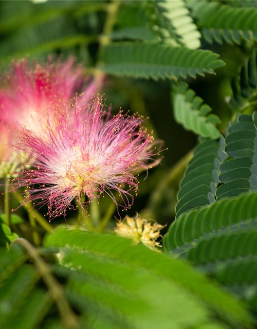 Albizia julibrissin