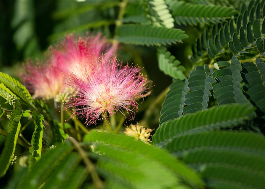 Albizia julibrissin