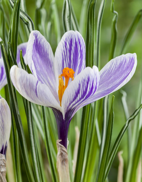 Crocus vernus