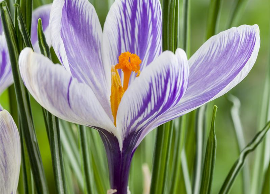 Crocus vernus