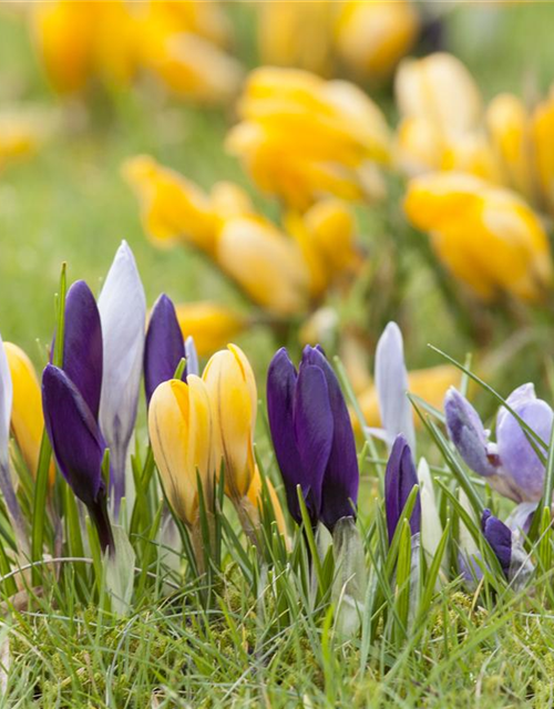 Crocus vernus