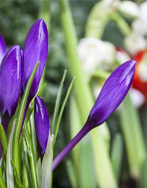 Crocus vernus