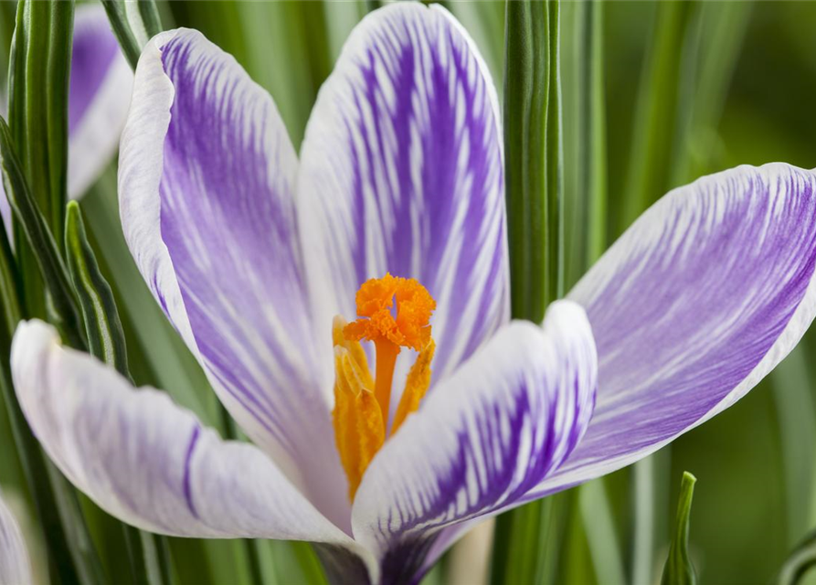 Crocus vernus