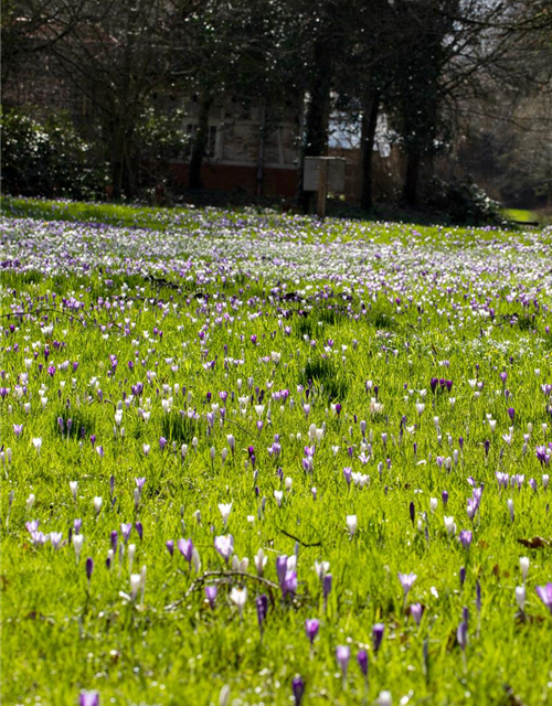 Crocus vernus