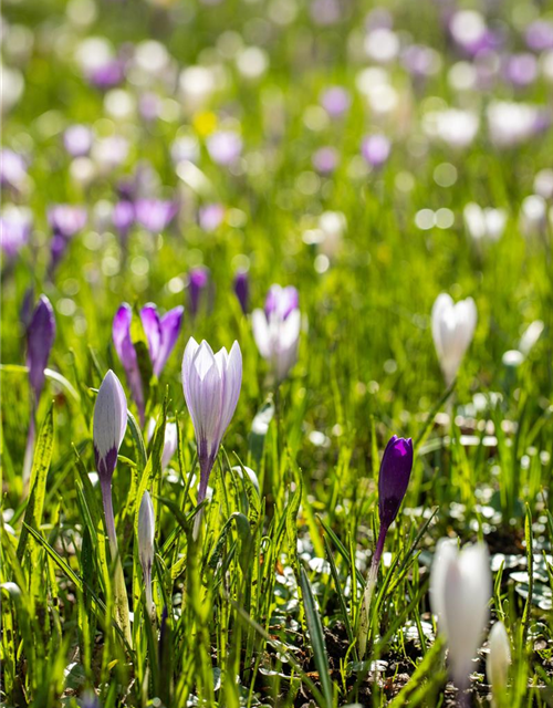 Crocus vernus