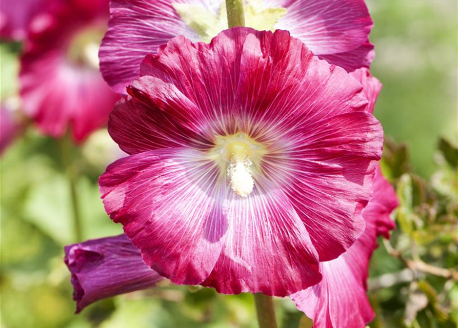 Alcea rosea