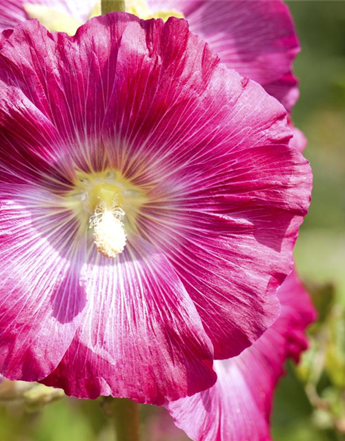 Alcea rosea