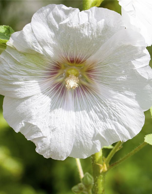 Alcea rosea