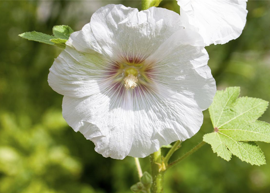 Alcea rosea