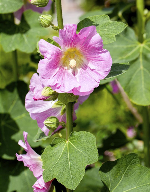 Alcea rosea