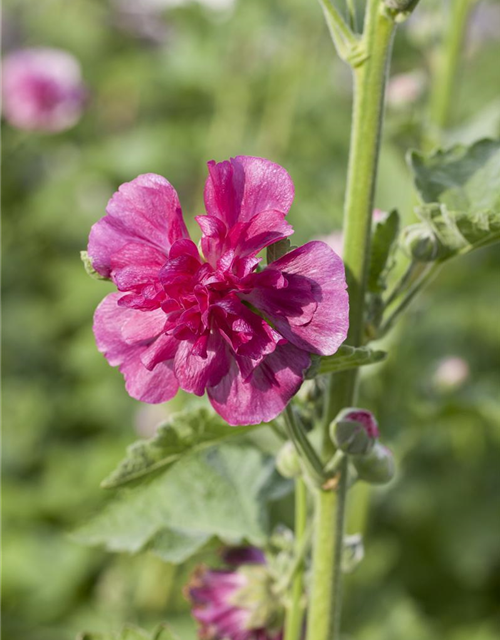 Alcea rosea plena