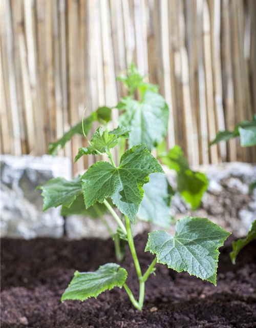 Cucumis sativus