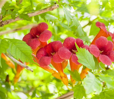 Campsis radicans