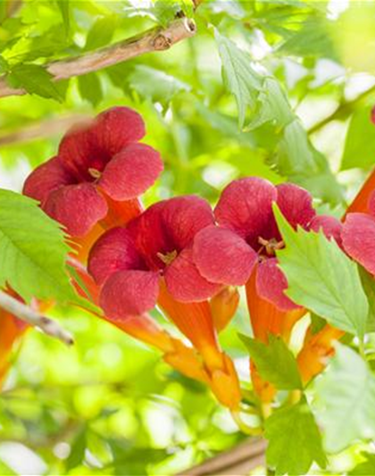 Campsis radicans