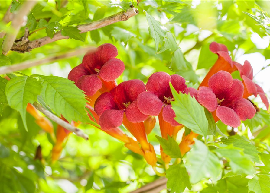 Campsis radicans