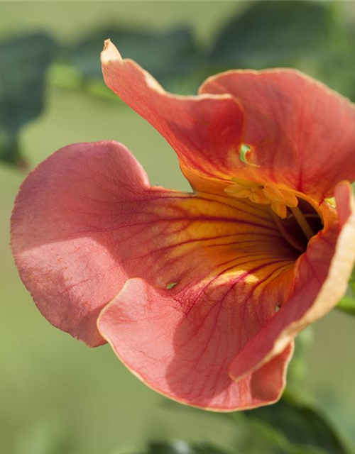 Campsis radicans