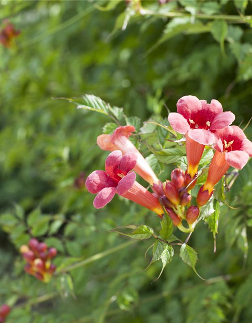 Campsis radicans