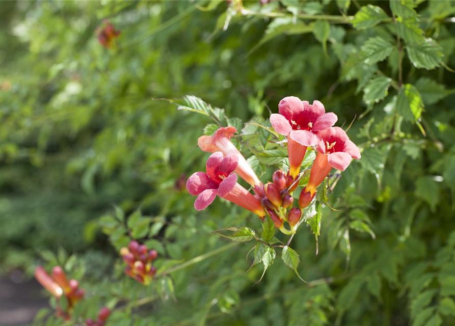 Campsis radicans