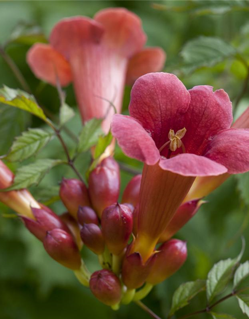 Campsis radicans