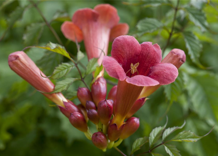 Campsis radicans