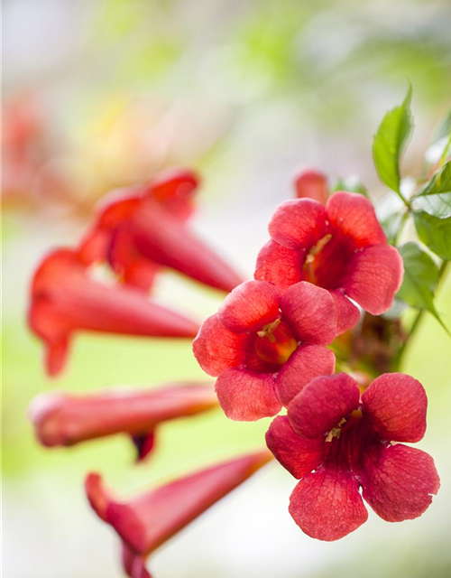 Campsis radicans