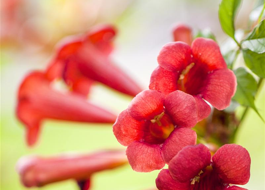 Campsis radicans