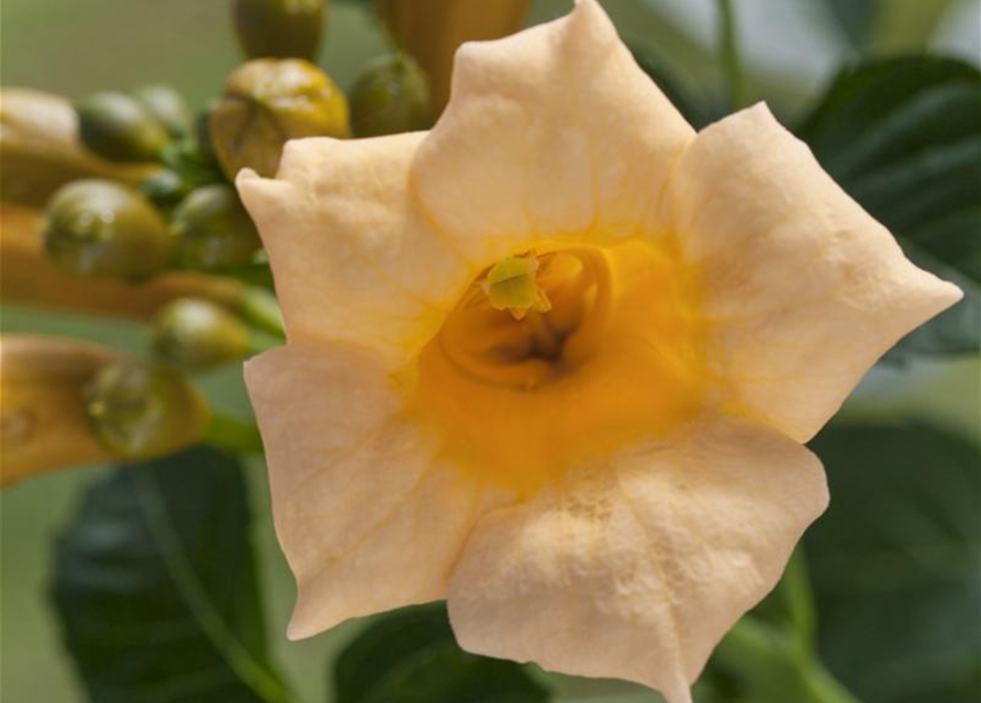 Campsis radicans