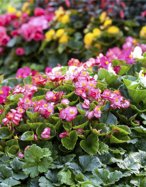 Begonia semperflorens