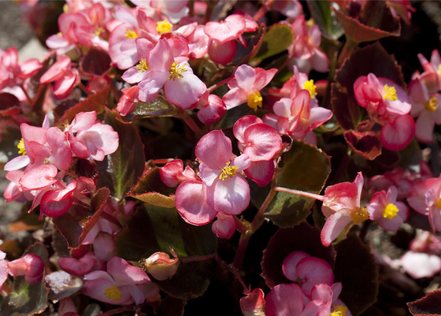 Begonia semperflorens