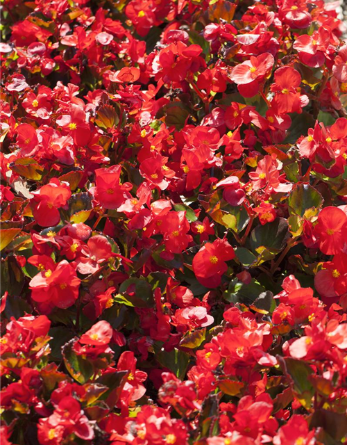 Begonia semperflorens