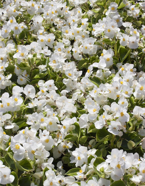 Begonia semperflorens