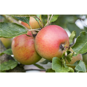 SOMMERSCHNITT FüR OBSTBäUME