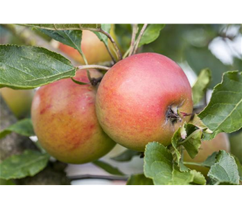 WIE GEHT... OBSTGEHöLZE PFLANZEN?