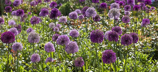 Allium giganteum