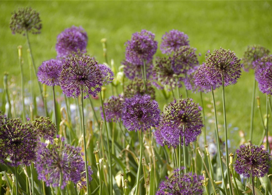 Allium giganteum