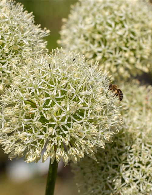 Allium giganteum