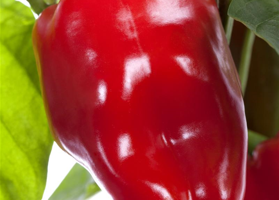 Capsicum annuum