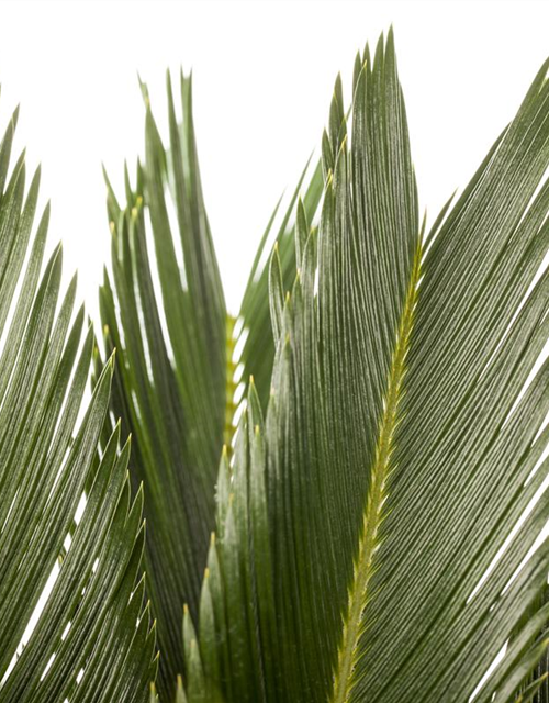 Cycas revoluta