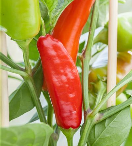 Capsicum annuum Pick & Joy®