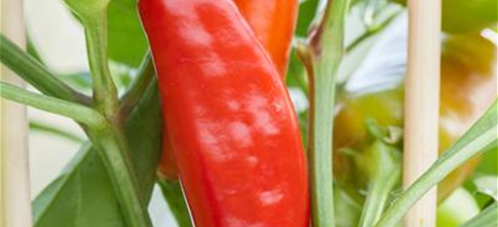 Capsicum annuum Pick & Joy®