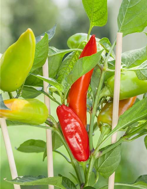 Capsicum annuum Pick & Joy®